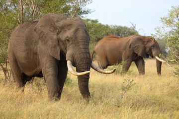 Fototapeta premium Afrikanischer Elefant / African elephant / Loxodonta africana..