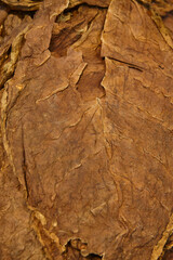 Tobacco leaves detail. Organic agriculture industry. Natural product. Manufacture