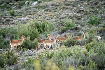 Small wild herd of Iberian ibex in the low mountains of Oliete on a sunny day