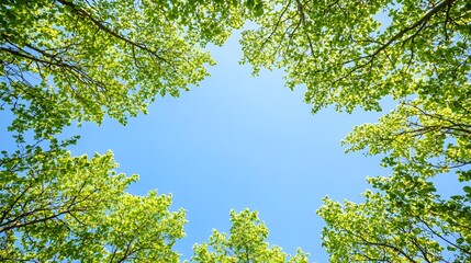 Obraz premium Bright Blue Sky Seen Through Lush Green Treetop Canopy