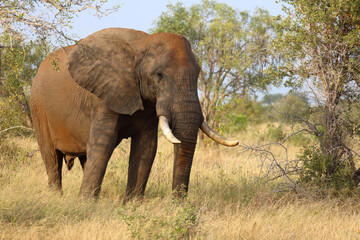Fototapeta premium Afrikanischer Elefant / African elephant / Loxodonta africana..