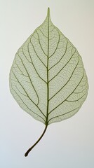 Obraz premium Delicate Green Leaf Showcasing Intricate Vein Patterns Against a Light Background