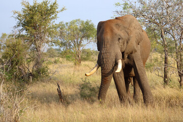 Afrikanischer Elefant / African elephant / Loxodonta africana..
