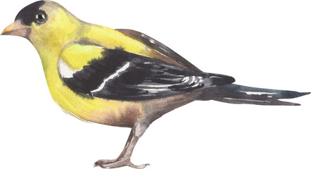 American Goldfinch. Watercolor hand drawing painted illustration.