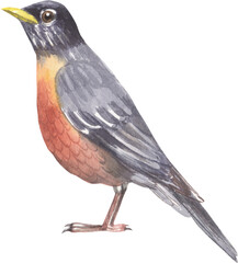 American Robin. Watercolor hand drawing painted illustration.