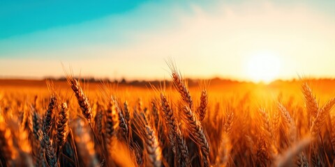 Naklejka premium Golden Wheat Field at Sunset, Beautiful Rural Landscape Scene