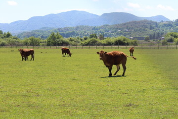 cows grazing in the meadow
