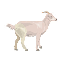 White domestic goat side view. Farm animal. Vector illustration isolated on a white background in a realistic style