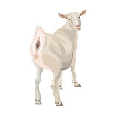 White domestic goat looking back. Rear view. Farm animal. Vector illustration isolated on a white background in a realistic style