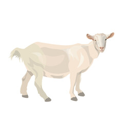 White domestic goat side view. Farm animal. Vector illustration isolated on a white background in a realistic style