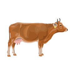 Limousin cattle. Standing brown cow. Side view. Farm animals. Vector Illustration isolated on a white background in a realistic style