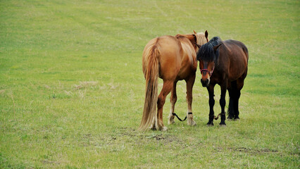 Obraz premium two horses grazing in a meadow