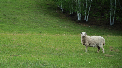 Obraz premium sheep and lamb