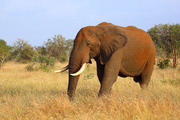 Obraz premium Afrikanischer Elefant / African elephant / Loxodonta africana..