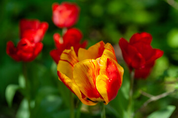 Primo piano di Tulipani fioriti. Natura in primavera, estate. Campo fiorito.