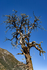 dead tree against blue sky