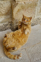 Ginger cat walking on the Maltese streets 