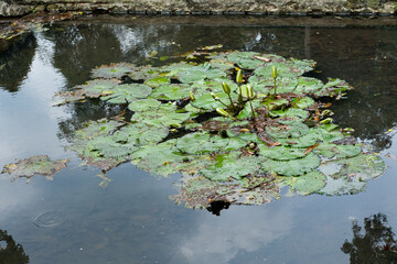 A floating water lily with vibrant petals and broad green leaves, creating a serene and natural aquatic scene