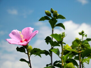 ピンクの満開のムクゲの花と夏の青空