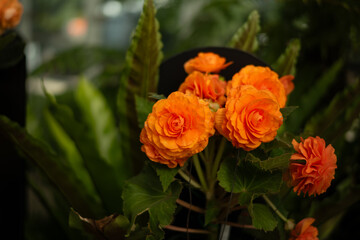 Orange begonia bouquet in the garden