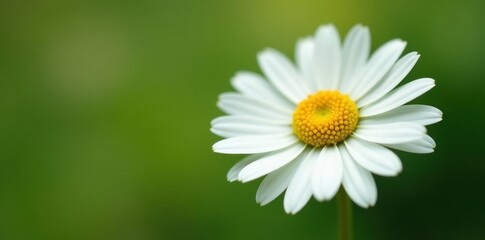 Fototapeta premium Close-up view of a solitary daisy, sharp focus, pure white petals , white background, background