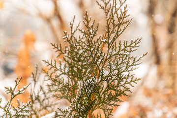 Close-up of an evergreen branch dusted with fresh snowflakes. The green needles contrast beautifully against the blurred background of warm autumn hues and falling snow, creating a tranquil scene