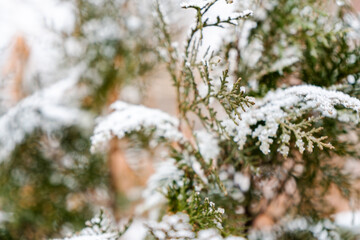 Close-up of an evergreen branch covered in freshly fallen snow, highlighting the intricate details of the needles and the contrast between the green foliage and white snow. 