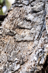dried prickly pear leaves, Llucmajor, Mallorca, Balearic Islands, Spain