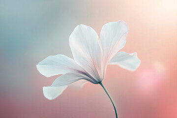Obraz premium Elegant white flower with soft pastel background in serene natural setting