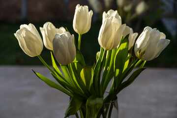 bouquet of white tulips, Mallorca, Balearic Islands, Spain