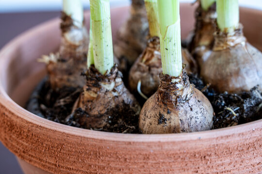 wild daffodil bulbs, Narcissus pseudonarcissus , Amaryllidaceae family, Mallorca, Balearic Islands, Spain