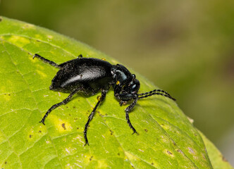 Fototapeta premium American oil beetle Meloe americanus insect on leaf nature pest control.