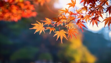 Beautiful maple leaves in autumn sunny day in foreground and blurry background  No people, close up, copy space, macro shot.
