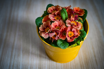 Concept photo of a primrose in a pot