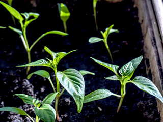pepper seedlings in the box grow in spring