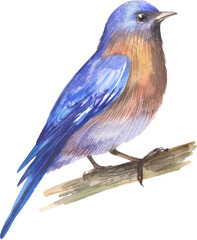 Bluebird. Watercolor hand drawing painted illustration.