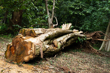 A massive fallen tree in the forest, symbolizing deforestation and logging activities, with exposed roots and broken branches