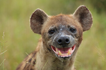 Tüpfelhyäne / Spotted hyaena / Crocuta crocuta..