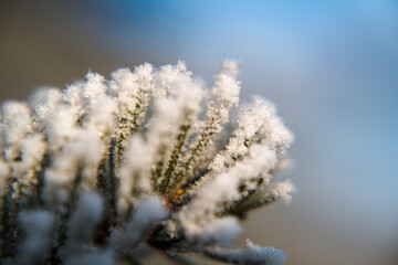 Frost on branches, tree needles, winter accents.
