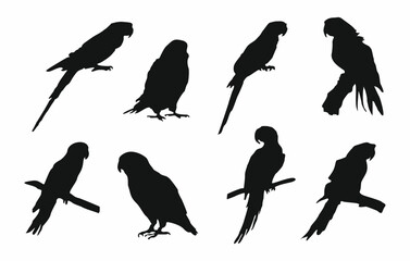 Set of different birds vector silhouettes. Black monochrome hand drawn illustrations isolated on white backgriund