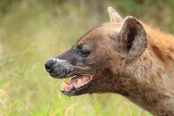Tüpfelhyäne / Spotted hyaena / Crocuta crocuta..