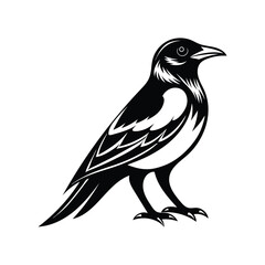 Obraz premium A vector silhouette of a blue jay bird.