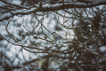 im kalten Winter