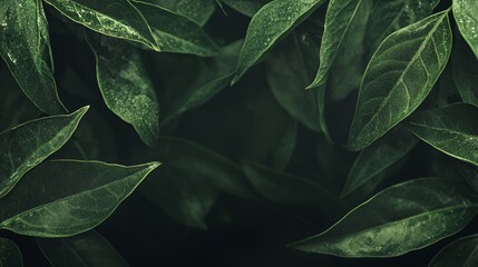 Dark Green Lush Leaves Close Up