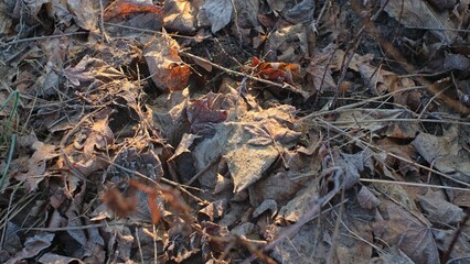 Hoarfrost Crystals on Wilted Withered Leaves and Grass on Cold Morning