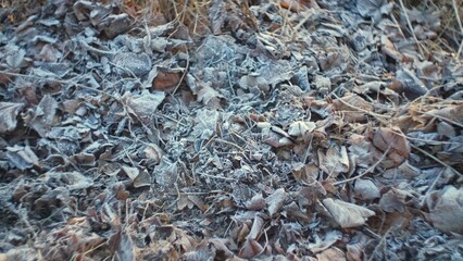 Hoarfrost Crystals on Wilted Withered Leaves and Grass on Cold Morning