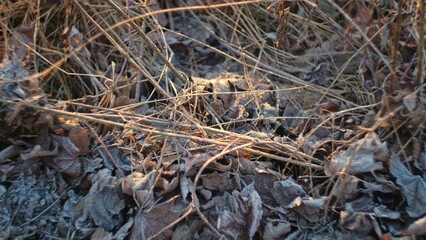 Hoarfrost Crystals on Wilted Withered Leaves and Grass on Cold Morning