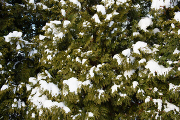Cypress branches of trees under snow in winter. Snowy view of the fir forest.