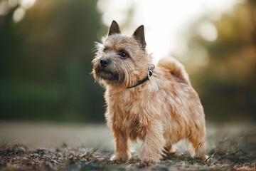 cute norwich terrier dog standing in the forest, close up