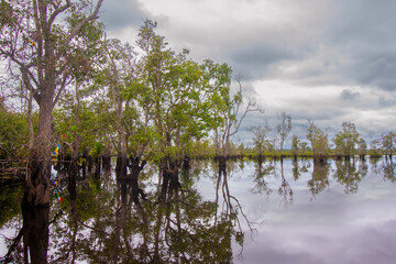 Lake Dayu with Unique Plants on it, located in Dayu Village, East Barito, Central Kalimantan, Indonesia